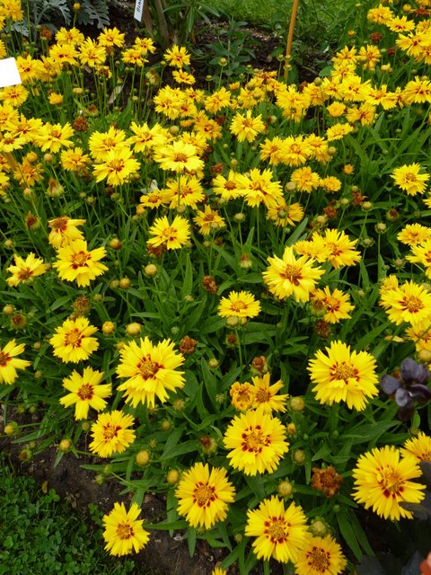 Coreopsis grandiflora 'Rising Sun' (2)